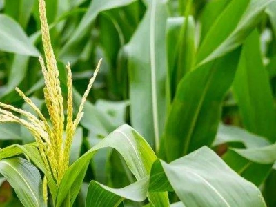 江苏省双重补贴！大力扶持大豆玉米带状复合种植
