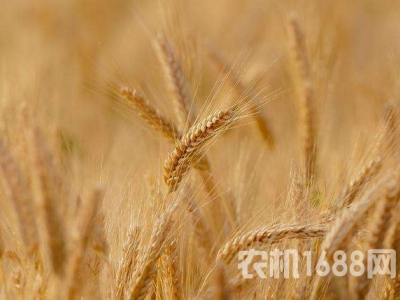 5月13日第二大小麥生產國印度宣布禁止小麥出口