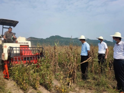 南充市开展大豆玉米带状复合种植机械化收获试验示范