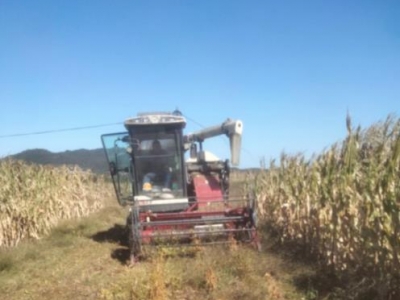 榮成大豆玉米帶狀復合種植模式機械化收獲開始作業