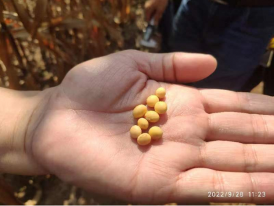 晉城市開展大豆玉米帶狀復合種植機械化生產對比試驗