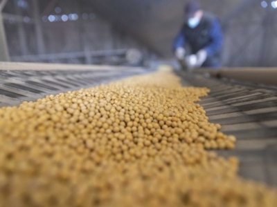 大豆价格高开低走，如何保障农户种粮收益？