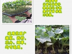 甘蓝育苗机 蔬菜药材穴盘播种机 辣椒育苗器 瓜果育苗点播机