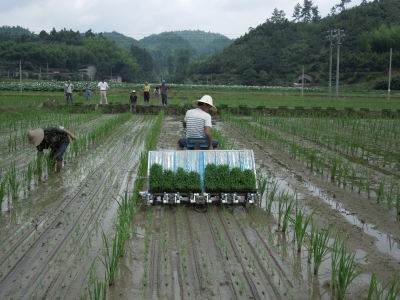 補短板 促全程 推進雜交水稻制種生產機械化全程全面發展